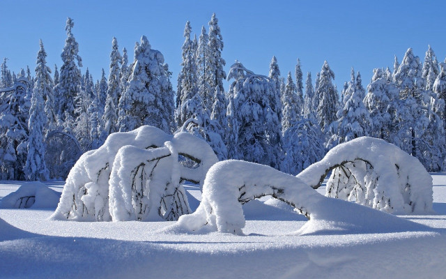 Snow covered field trees blue free wallpaper - medium preview image