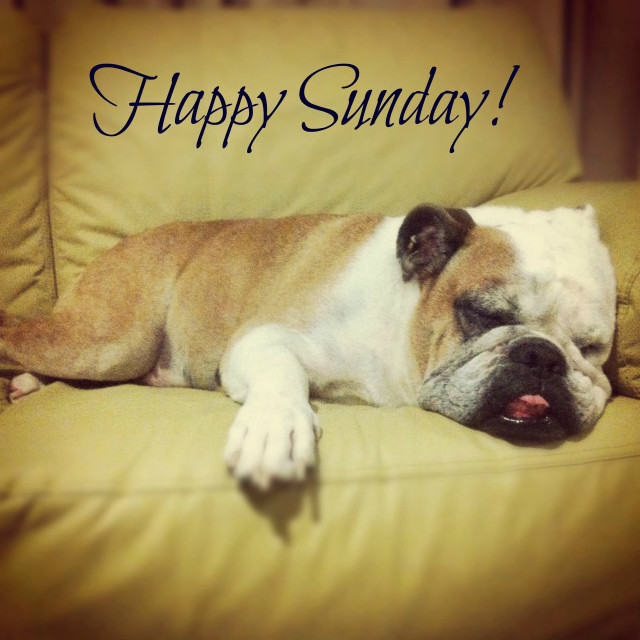 Dog couch happy sunday message free wallpaper - medium preview image