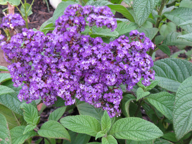 Purple flowers garden green leaves #3 free wallpaper - medium preview image