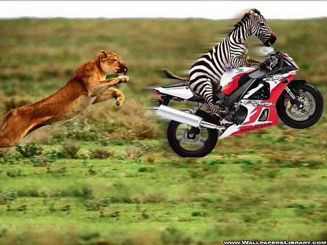 Zebra motorcycle grass lion back free wallpaper - medium preview image