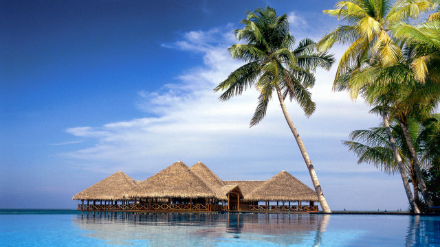 Resort pool palm trees beach #2 free wallpaper - medium preview image