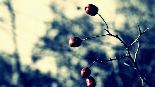 Branch fruit sky background trees free wallpaper - medium preview image