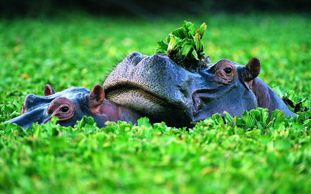 Hippos grass plant head laying free wallpaper for desktop - medium preview image