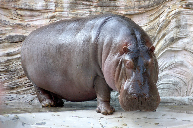 Hippo rock wall water foreground free wallpaper - medium preview image