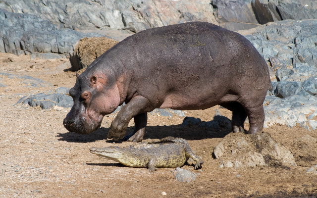 Hippo crocodile zoo enclosure dirt free wallpaper - medium preview image