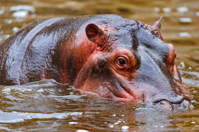 Hippo submerged water head above free wallpaper - medium preview image