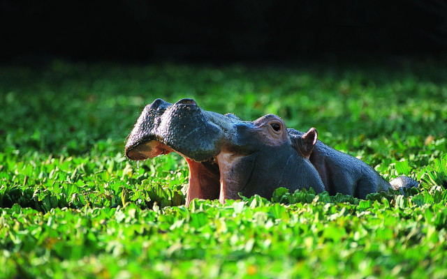 Hippo laying in grass ecological free wallpaper - medium preview image