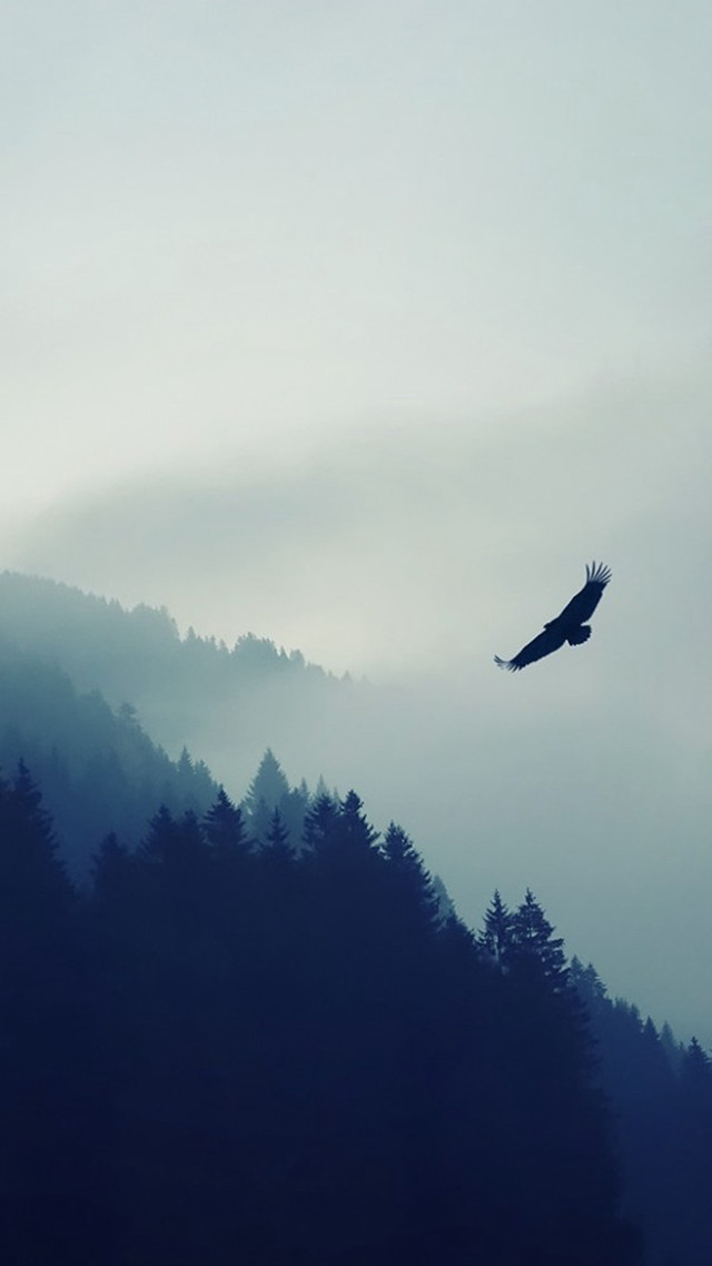 Bird flying forest fog mist free wallpaper - medium preview image