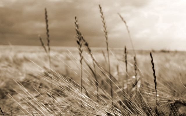 Black white grass field sky free wallpaper - medium preview image