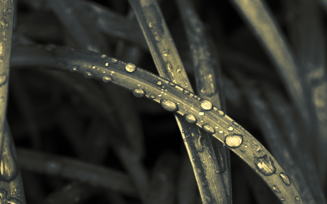 Water droplets plant macro blackwhite free wallpaper - medium preview image