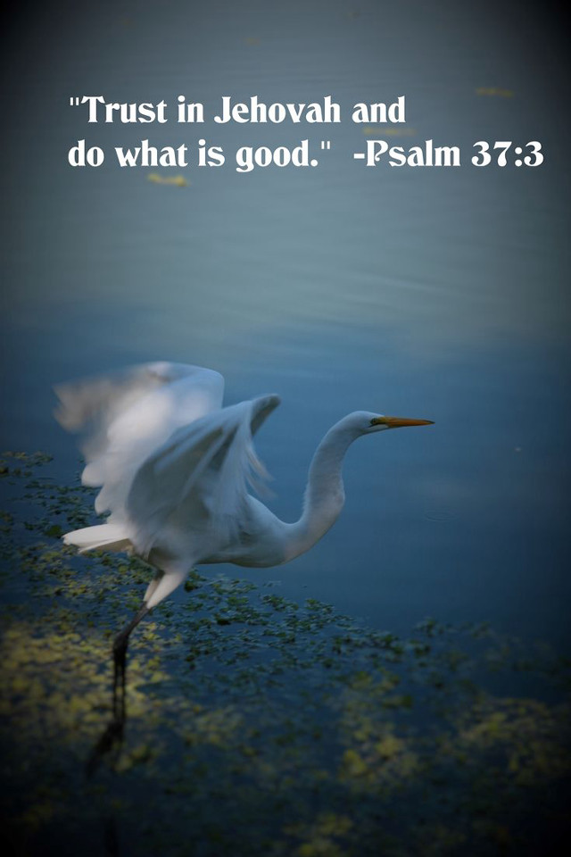 White bird over water bible free wallpaper - medium preview image