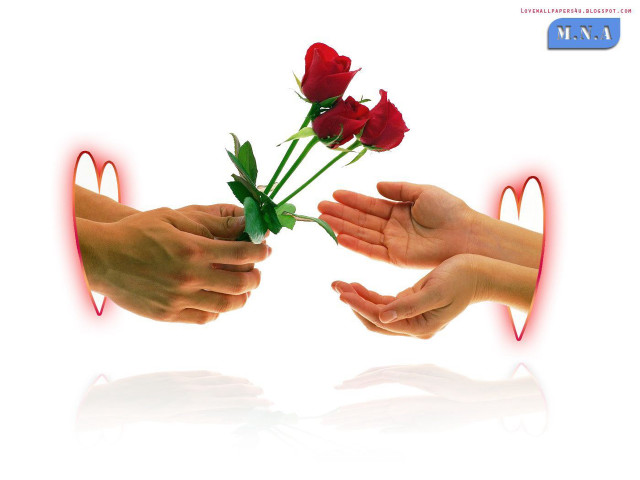 Hands holding rose heart red free wallpaper - medium preview image