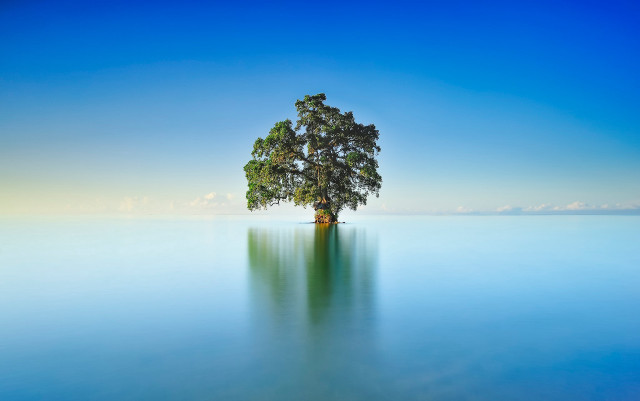 Lone tree water reflection solitude free wallpaper - medium preview image