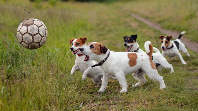 Dogs running field soccer ball free wallpaper - medium preview image