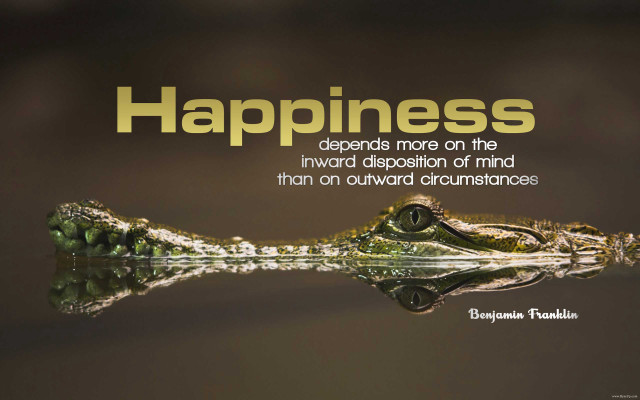 Crocodile head happiness quote side free wallpaper - medium preview image