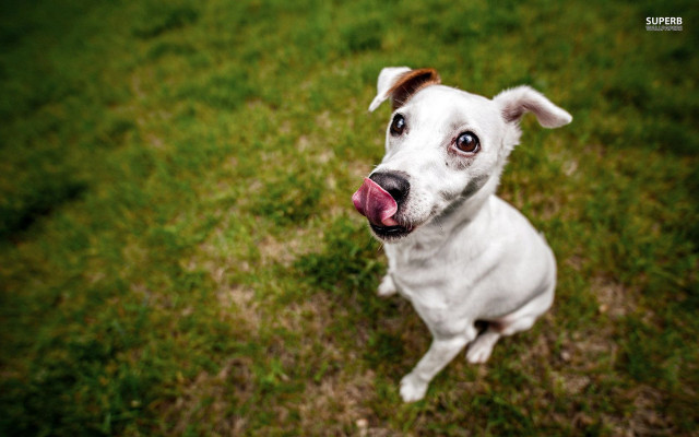 White dog tongue out grass free wallpaper - medium preview image