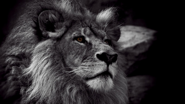 Lion face black background rock free wallpaper for desktop - medium preview image