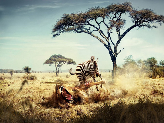 Zebra laying grass dead animal free wallpaper - medium preview image