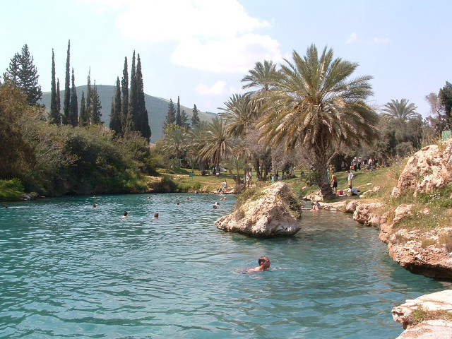 Swimming group river palm trees free wallpaper for desktop - medium preview image