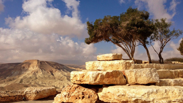 Tree growing on top rock free wallpaper - medium preview image