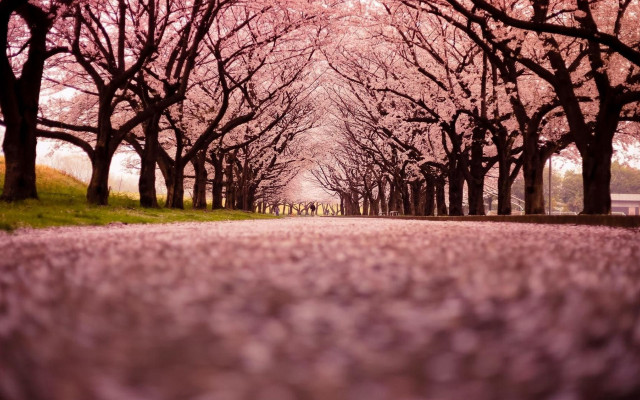 Tree lined road pink flowers free wallpaper - medium preview image