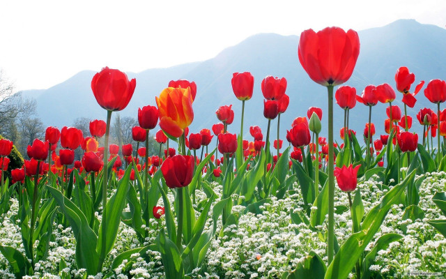 Flower field mountains autumn blood free wallpaper - medium preview image