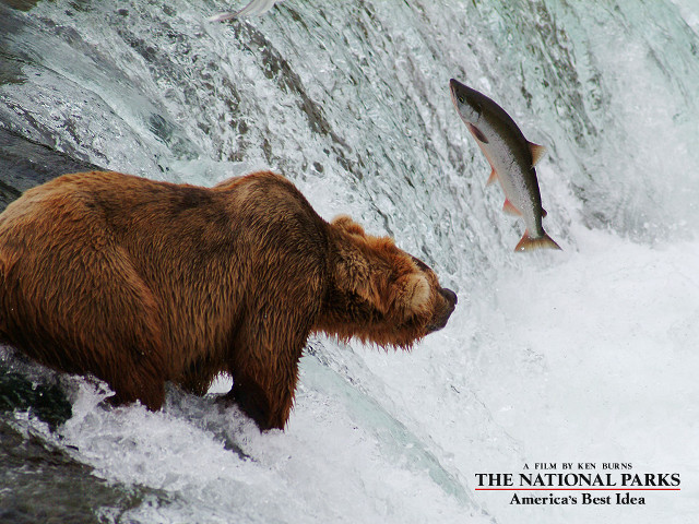 Bear fish flying rushing water free wallpaper - medium preview image