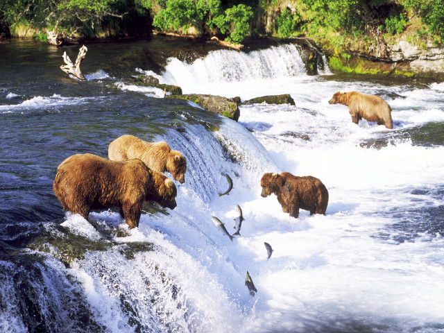 Bears waterfall fishing group swimming free wallpaper - medium preview image