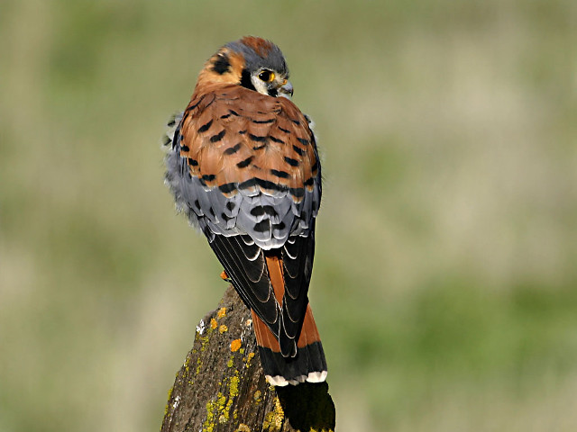 Bird perched tree stump sunlight free wallpaper - medium preview image