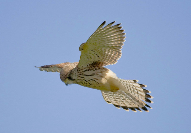 Bird flying wings spread blue free wallpaper - medium preview image
