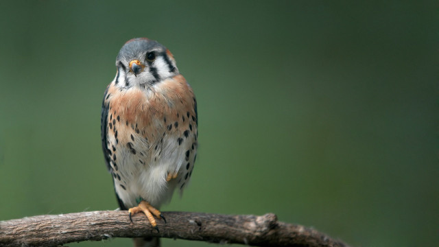 Bird branch green background blurry free wallpaper - medium preview image
