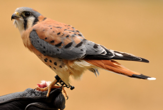 Bird perched gloved hand brown free wallpaper - medium preview image
