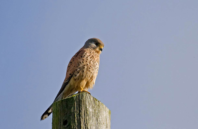 Bird wooden post sky superflat free wallpaper - medium preview image
