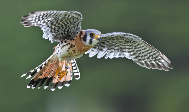 Bird flying air wings spread #6 free wallpaper - medium preview image