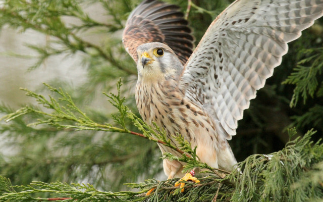 Hawk perched branch tree wings free wallpaper - medium preview image