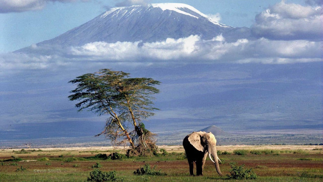 Elephant field mountain clouds tree free wallpaper - medium preview image