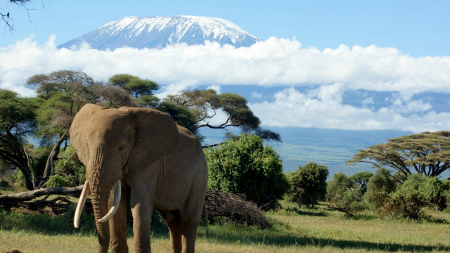 Elephant field mountain clouds trees free wallpaper - medium preview image