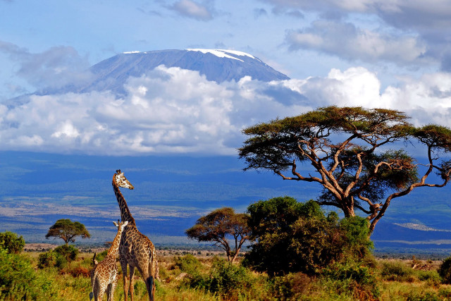 Giraffes field mountain clouds sky free wallpaper - medium preview image