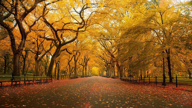 Fall road trees fence leaves free wallpaper - medium preview image