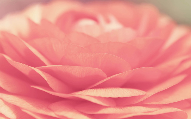 Pink flower macro soft colors free wallpaper - medium preview image