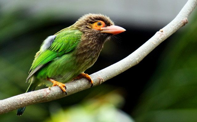 Small bird perched branch tree #9 free wallpaper - medium preview image