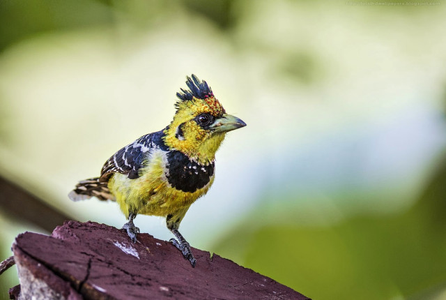 Small bird yellow black head #2 free wallpaper - medium preview image