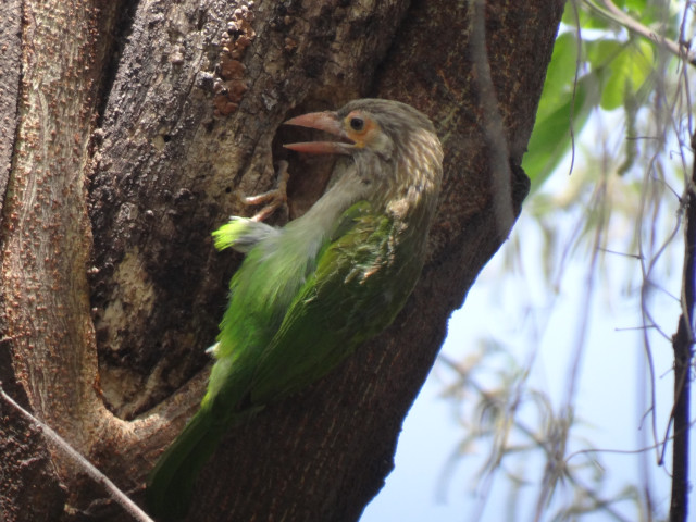 Bird tree head stuck mouth free wallpaper - medium preview image