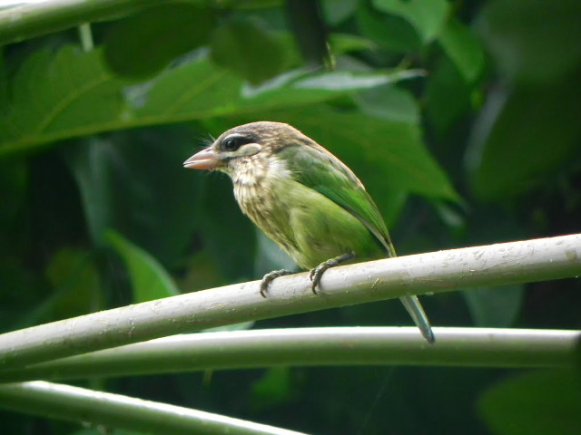 Small bird perched bamboo branch free wallpaper - medium preview image