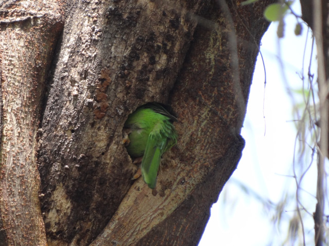 Green bird tree hole bark free wallpaper - medium preview image
