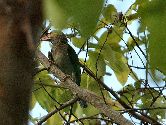 Bird branch tree leaves blue free wallpaper - medium preview image