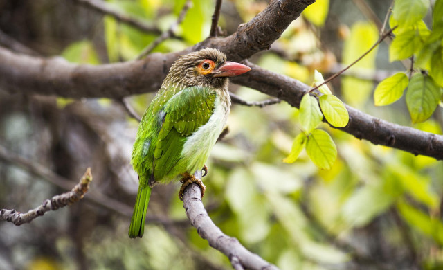 Green bird perched branch tree free wallpaper - medium preview image