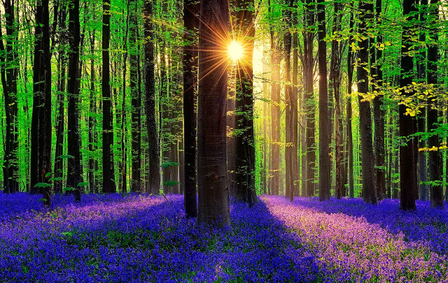 Forest purple flowers sunlight trees free wallpaper - medium preview image