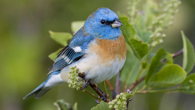 Blue bird sitting branch tree #3 free wallpaper - medium preview image