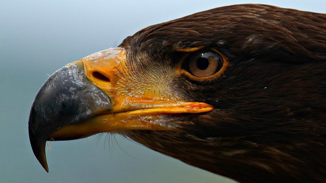 Bird prey closeup yellow beak #2 free wallpaper - medium preview image